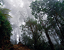 Costa Rica- Nebelwald Cerro Chirripo