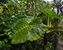 Costa Rica- Parque Monteverde