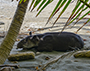 Costa Rica- Playa Parque Corcovado Tapir