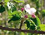Gierstedt- Fahner Kirschblüte